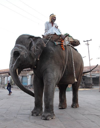 éléphant Jaipur