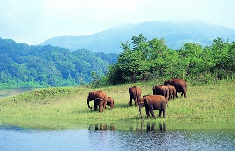 réserve de vie sauvage de Periyar